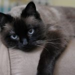 gravidez e gatos toxoplasmose